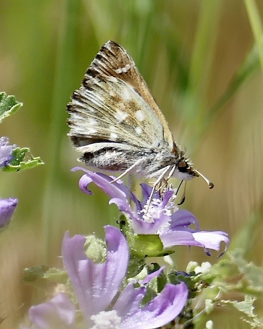southern marbled skipper